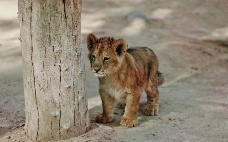 Llegan al zoológico de Durango 2 leones cachorros y una pareja de hienas -  El Sol de Durango | Noticias Locales, Policiacas, sobre México, Durango y  el Mundo